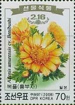 Amur adonis (Adonis amurensis)
