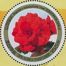 Kimjongilia (Begonia tuberhybrida)