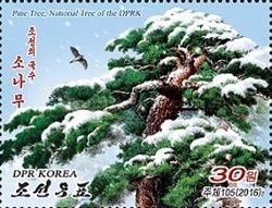 Korean pine - National Tree of the DPRK (Pinus koraiensis)