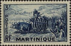 Harvesting sugar cane