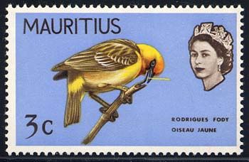 Rodrigues Fody (Foudia flavicans)