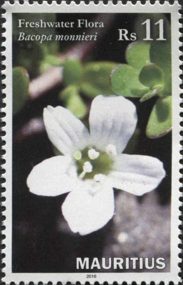 Bacopa monnieri