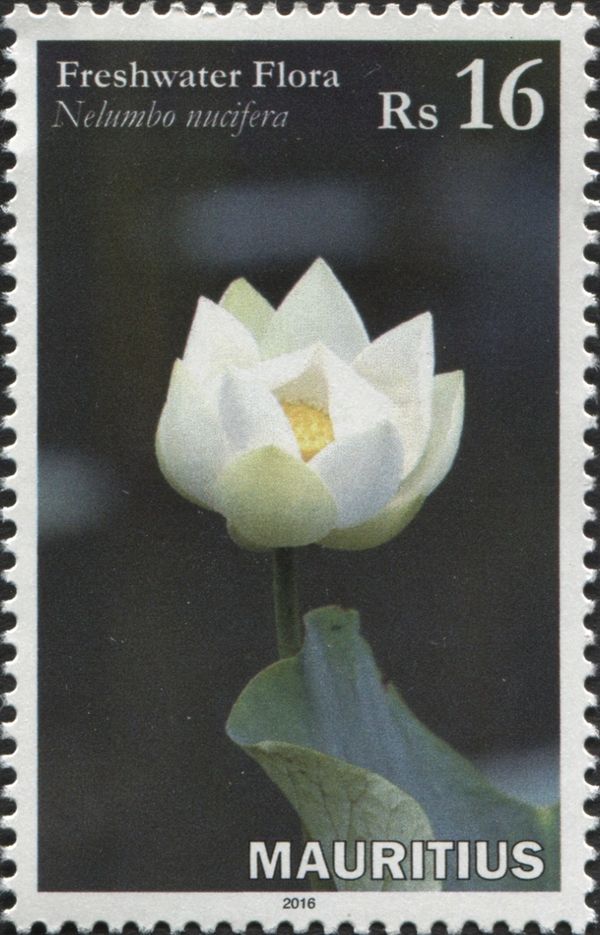 Nelumbo nucifera