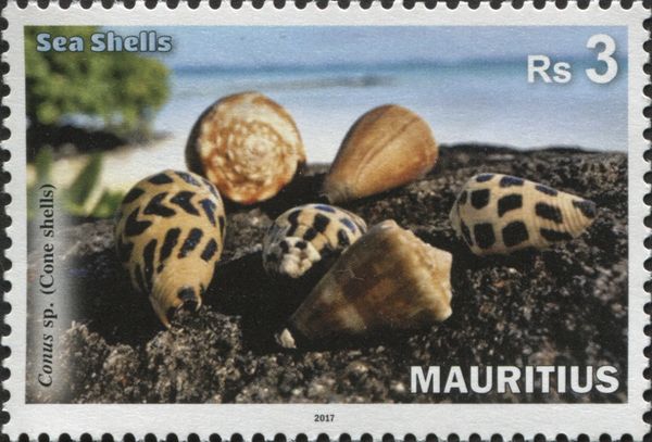 Sea Shells of Mauritius