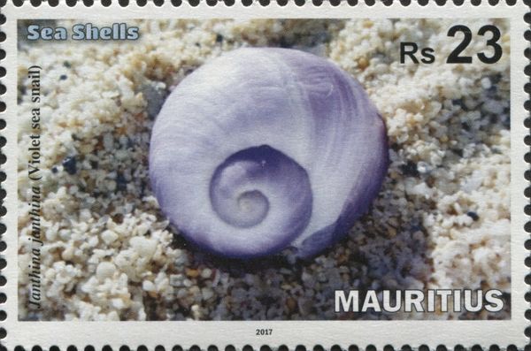 Violet Sea-snail (Janthiana janthiana)