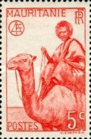 Man on Dromedary (Camelus dromedarius)