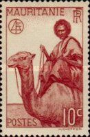 Man on Dromedary (Camelus dromedarius)