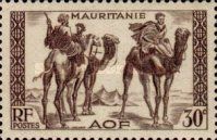 Warriors on Dromedary (Camelus dromedarius)
