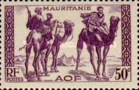 Warriors on Dromedary (Camelus dromedarius)