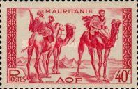 Warriors on Dromedary (Camelus dromedarius)