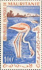 Greater Flamingo (Phoenicopterus roseus)