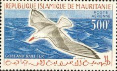 Slender-billed Gull (Larus genei)