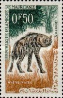 Striped Hyaena (Hyaena hyaena)