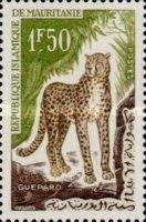 Cheetah (Acinonyx jubatus)