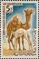 Dromedary (Camelus dromedarius)