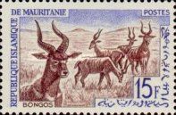 Bongo (Tragelaphus eurycerus)