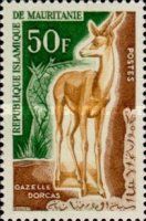 Dorcas Gazelle (Gazella dorcas)