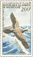 Reed Cormorant (Microcarbo africanus)