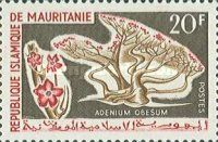 Adenium obesum