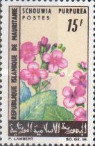 Schouwia purpurea