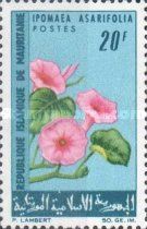 Ipomea asarifolia