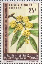 Grewia bicolor