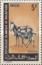 Donkey (Equus asinus asinus)