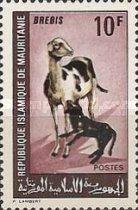 Domestic Sheep (Ovis ammon aries)