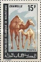 Dromedary (Camelus dromedarius)
