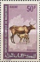 Cow (Bos primigenius taurus)