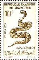 Saharan Horned Viper (Aspis cerastes)