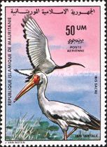 Mycteria ibis & Threskiornis aethiopicus