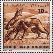 Golden Jackal (Canis aureus)
