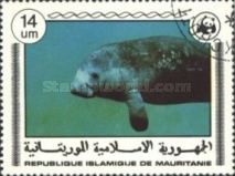 African Manatee (Trichechus senegalensis)