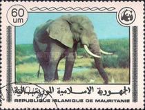 African Elephant (Loxodonta africana)