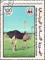 Ostrich (Struthio camelus)