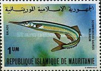 Atlantic Saury (Scomberesox saurus)