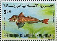 Tub Gurnard (Trigla lucerna)
