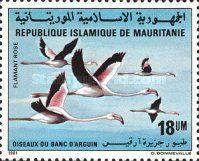 Greater Flamingo (Phoenicopterus ruber roseus) 