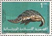 Leatherback Sea Turtle (Dermochelys coriacea)