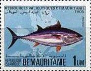 Tuna (Thunnus sp.)