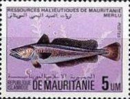 Hake (Merluccius sp.)