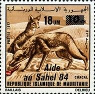 Golden Jackal (Canis aureus)