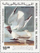 Bonaparte's Gull (Larus philadelphia)