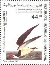 Black Skimmer (Rynchops niger)