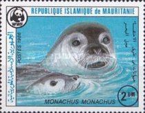 Mediterranean Monk Seal (Monachus monachus)