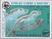 Mediterranean Monk Seal (Monachus monachus)