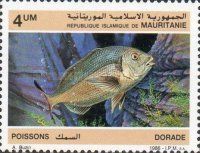 Gilt-head Bream (Sparus aurata)