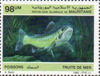 Sea Trout (Salmo trutta trutta)