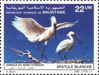 Eurasian Spoonbill (Platalea leucorodia)